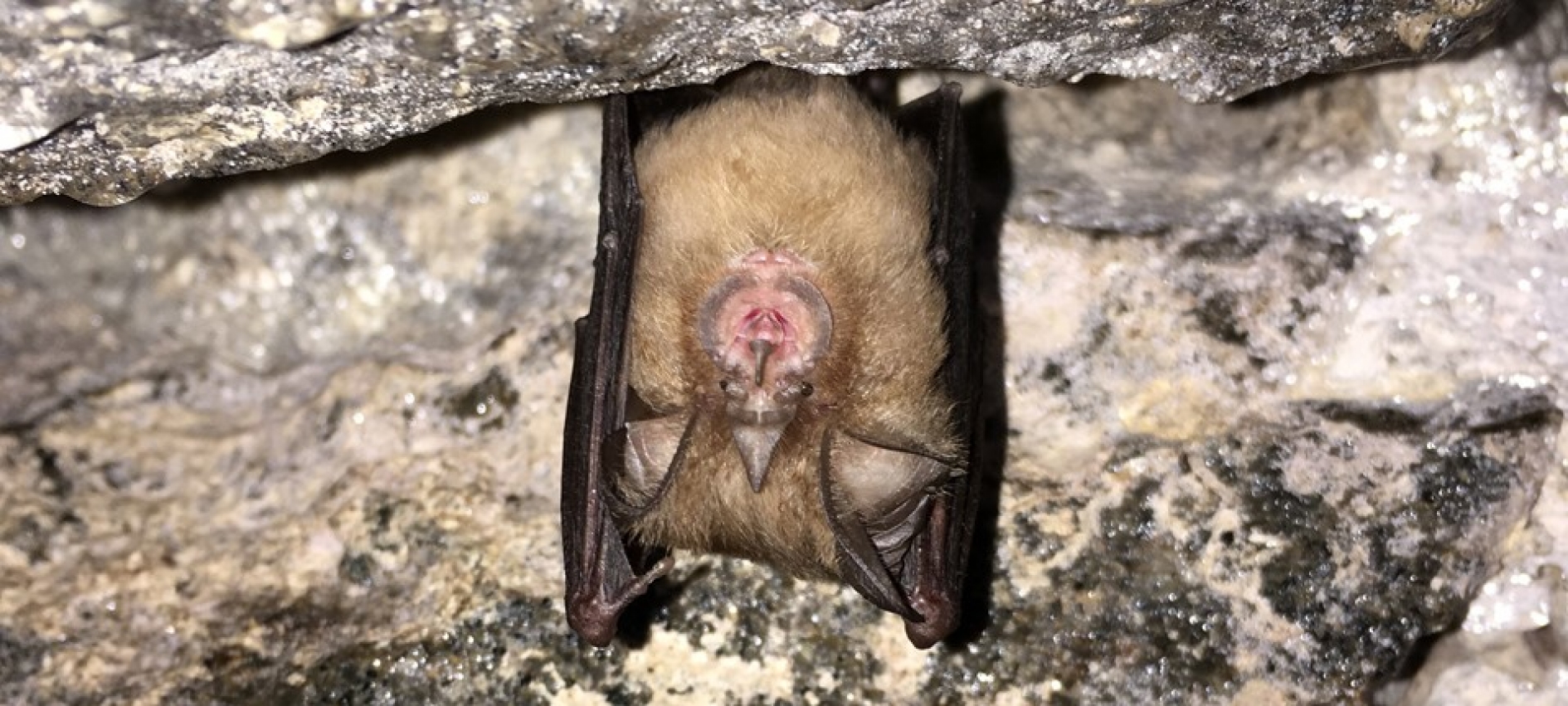 Bat Survey at Sintra Natural Park, Portugal